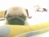 pO
